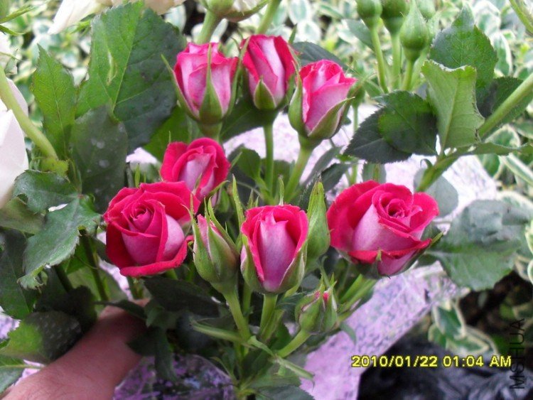 ��������