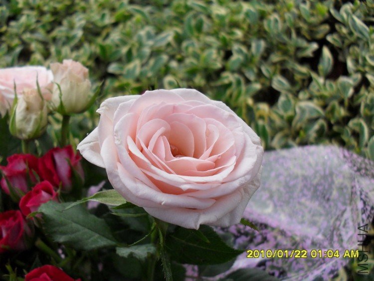 ��ͷ����