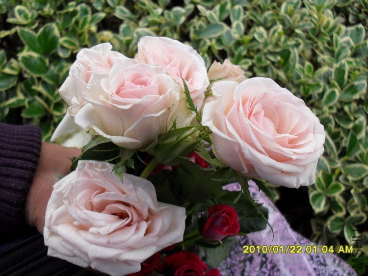 ��ͷ����