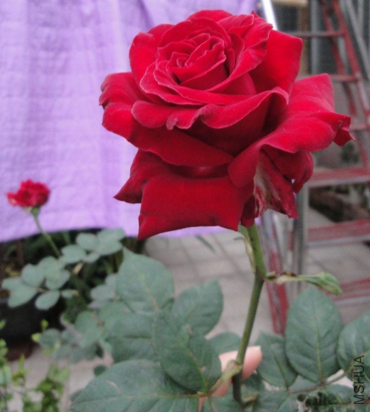 DSC01250.JPG