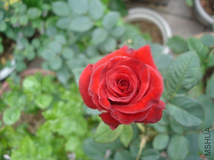 DSC01274.JPG