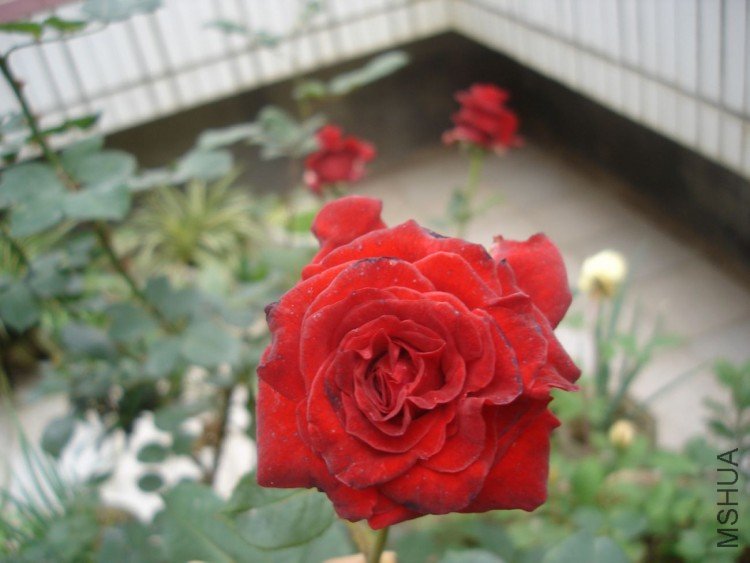 DSC01276.JPG