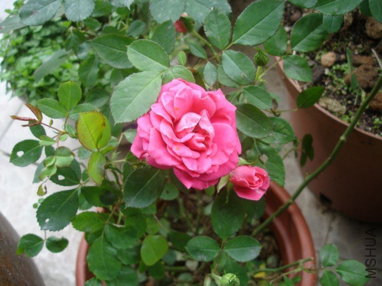 DSC01268.JPG