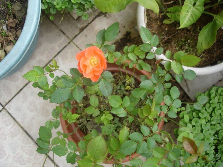 DSC01270.JPG