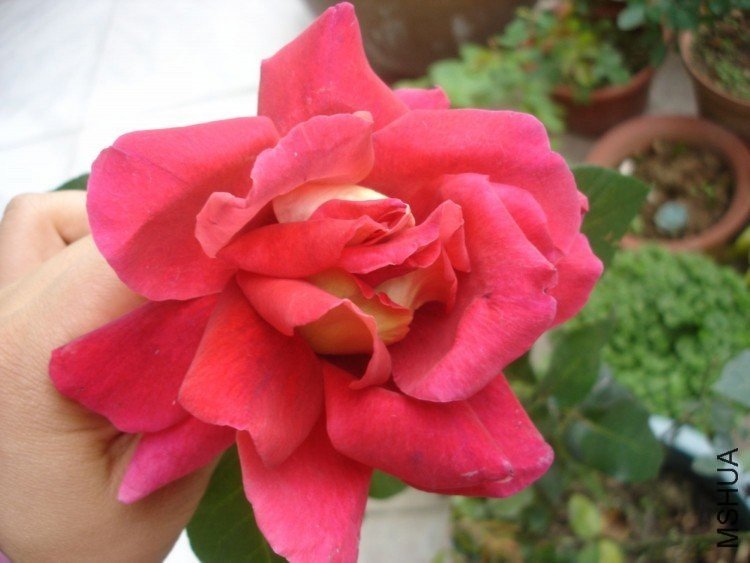 DSC01272.JPG.jpg
