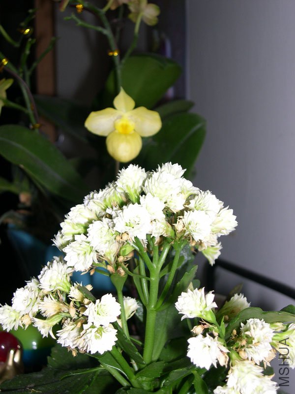 DSCN4926.JPG