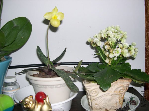 DSCN4931.JPG
