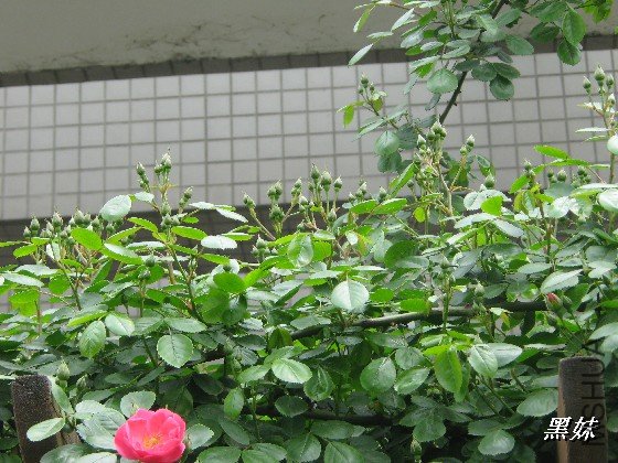 BigBull_IMG_6028.JPG