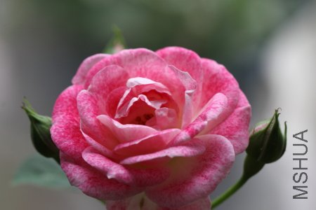 IMG_5383.JPG