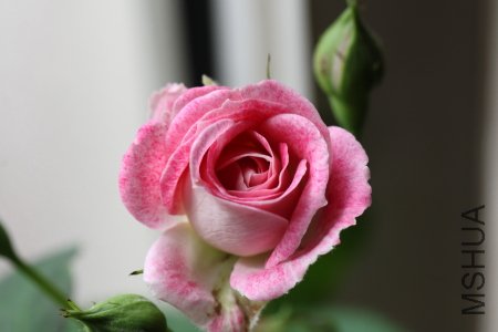IMG_5378.JPG