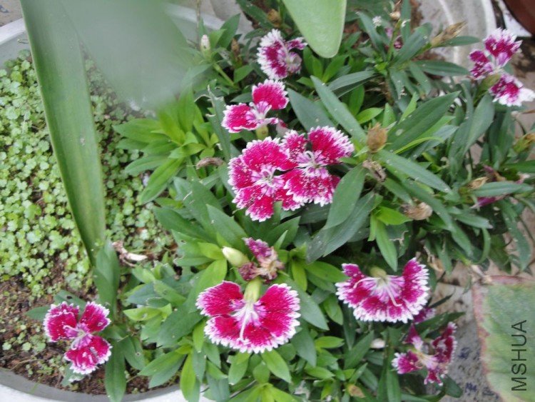 DSC01231.JPG