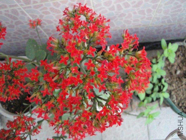 DSC01167.JPG
