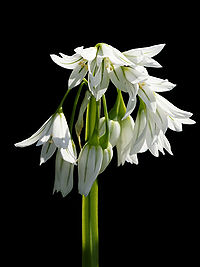 200px-Allium_triquetrum_(inflorescense).jpg
