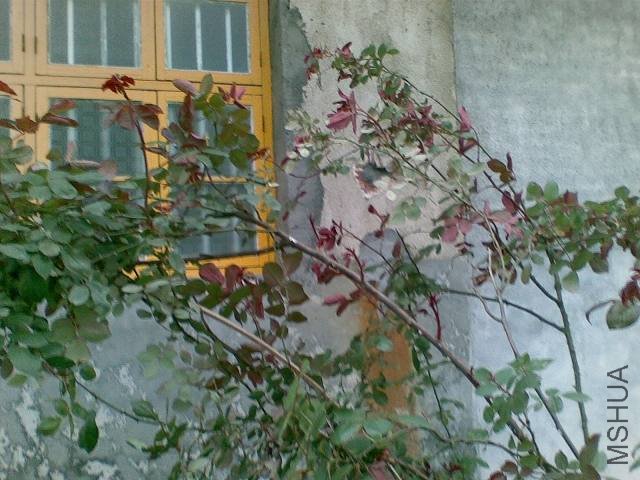 20100417_021.jpg