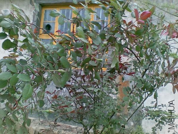 20100417_019.jpg