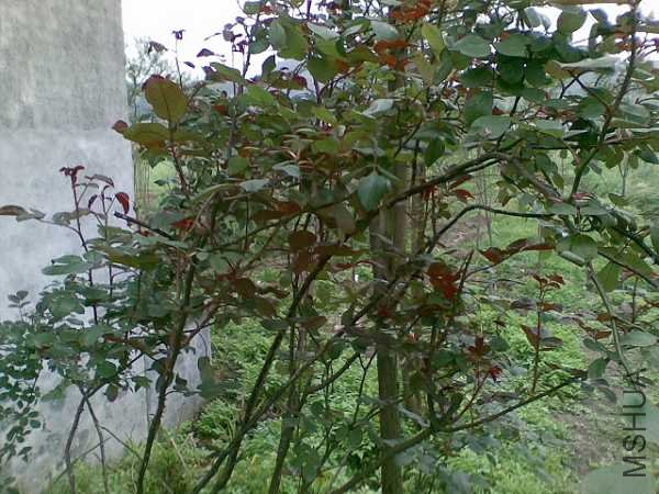 20100417_011.jpg