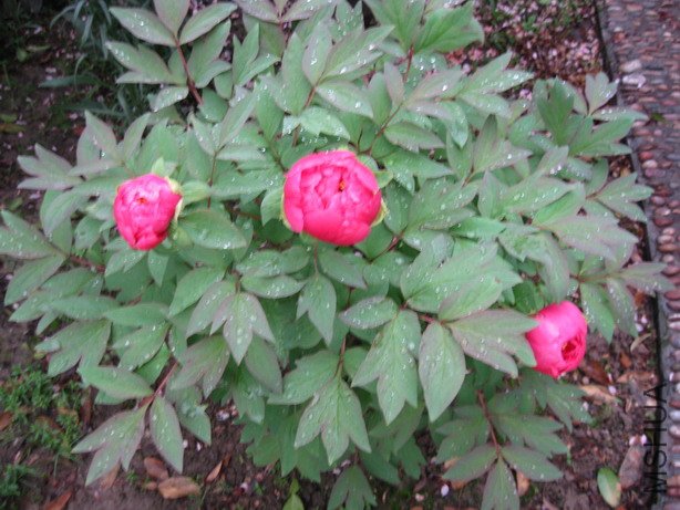 ��Ƭ 096_��С��С.jpg