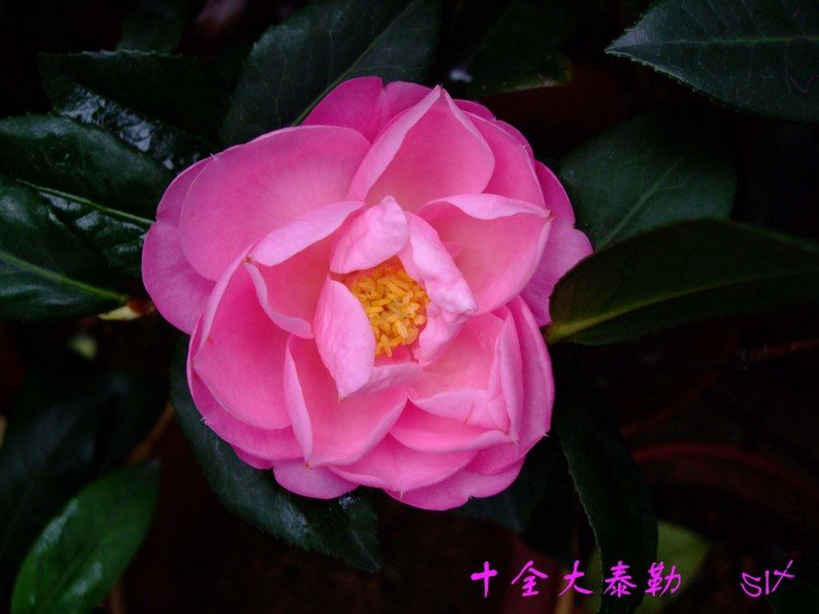 ʮȫ��̩�� 10-4-20 (3).jpg