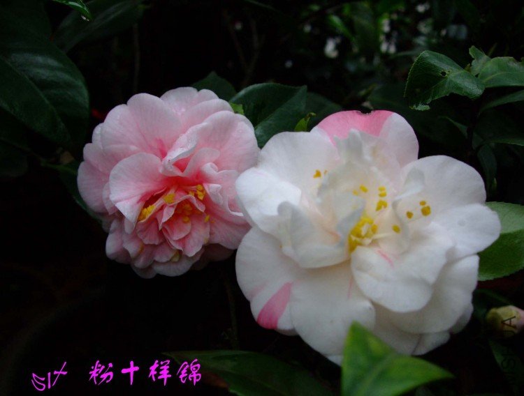 ��ʮ����  10-4-20 (2).jpg