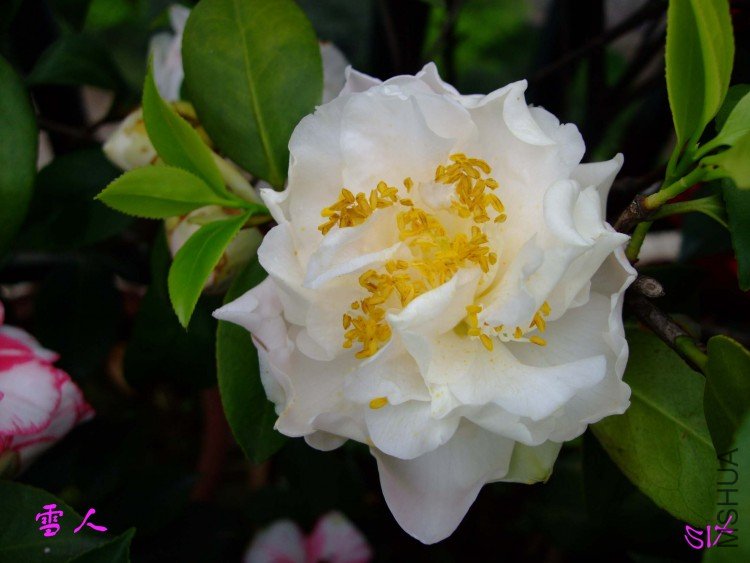 ѩ��  10-4-20 (2).jpg