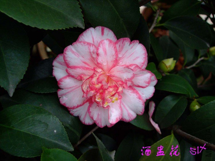 ���ѻ� 10-4-20 (2).jpg