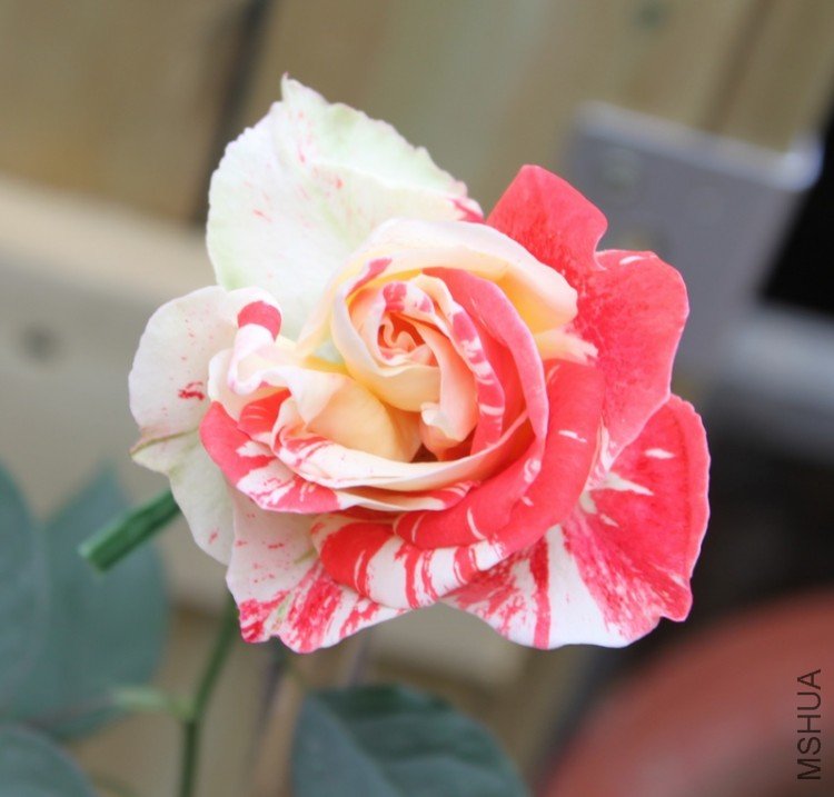 IMG_1358_��Ӱ_1.jpg