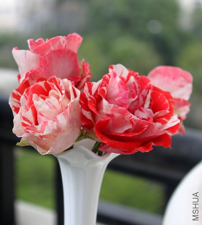 IMG_3662_��Ӱ_2.jpg