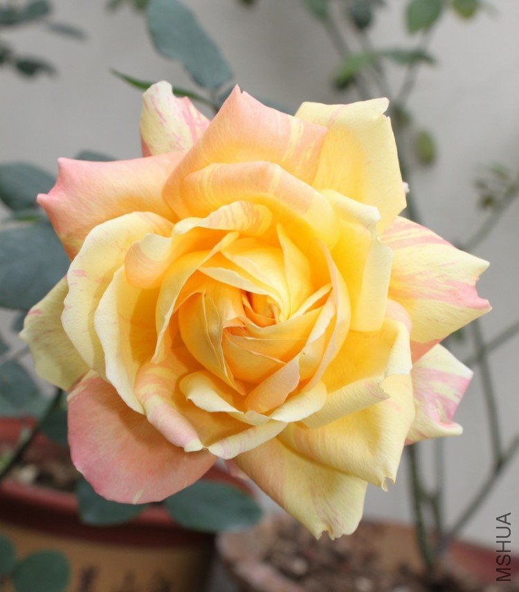 IMG_0923_��Ӱ_1.jpg