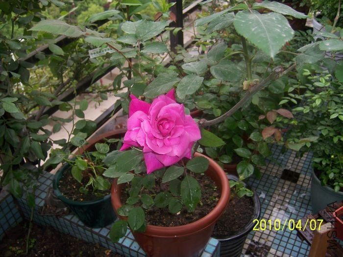 100_6836.JPG