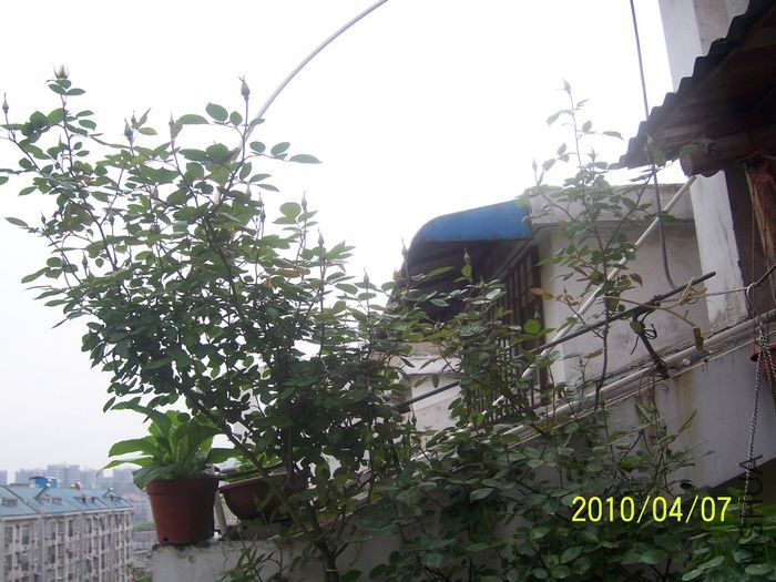 100_6838.JPG