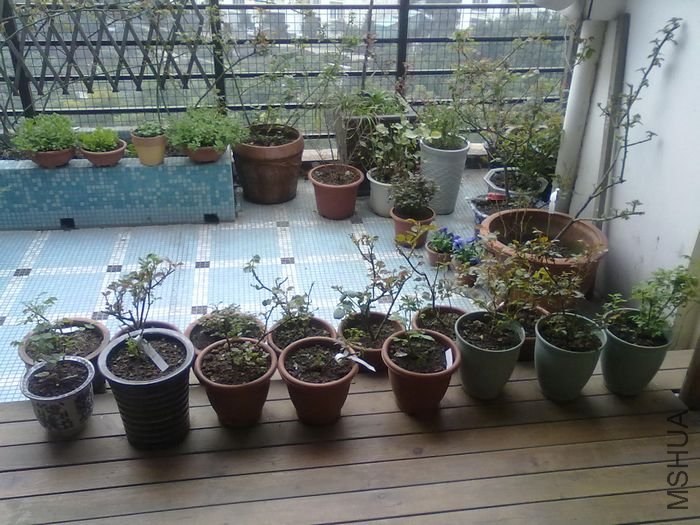20100313002.jpg
