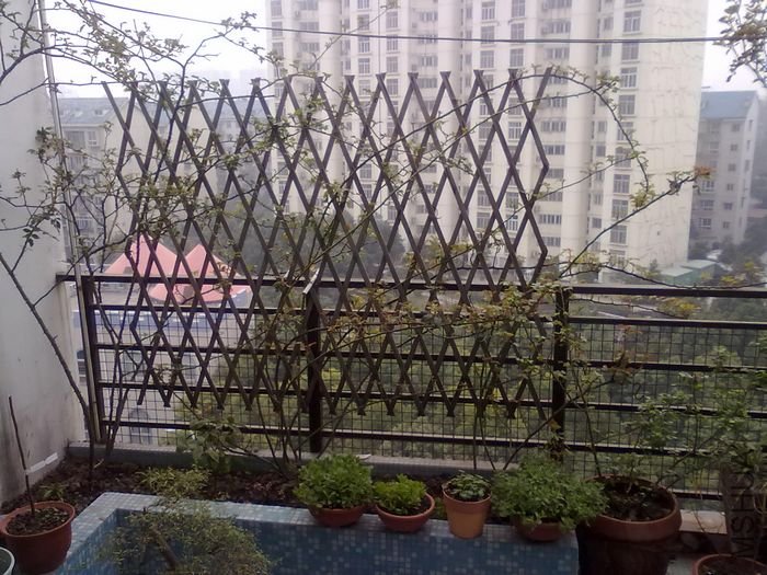 20100313001.jpg