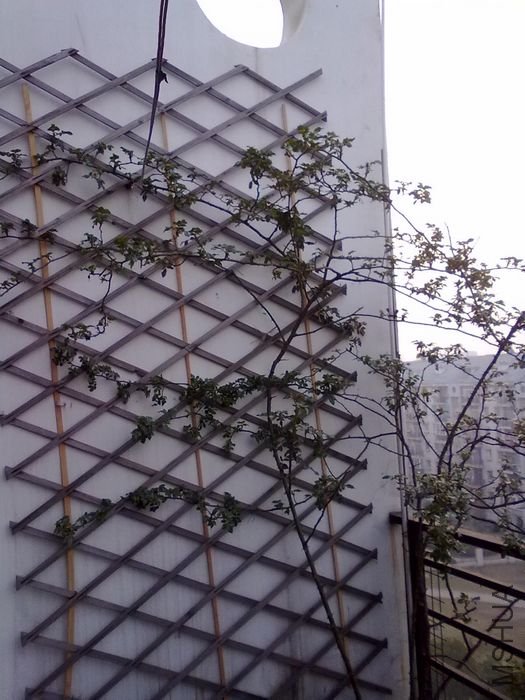 20100318012.jpg