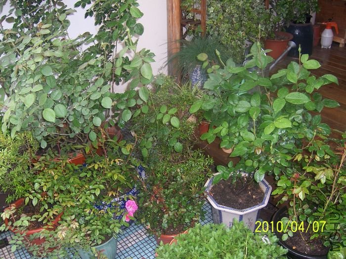 100_6839.JPG