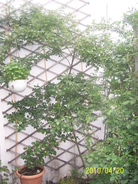 100_6875.JPG