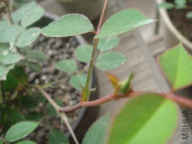 DSC06402.JPG