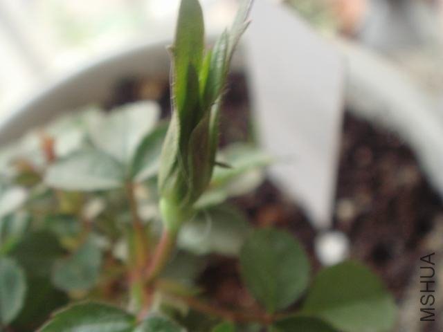 DSC06439.JPG