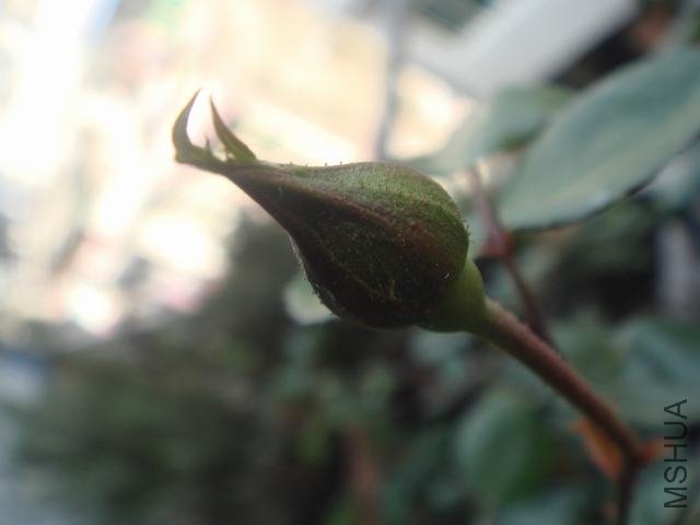 DSC06453.JPG