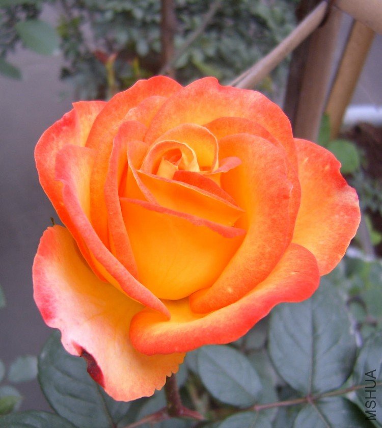 SUC53366.jpg