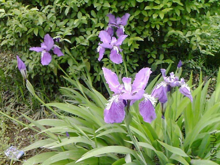 ��Ƭ-1033.jpg