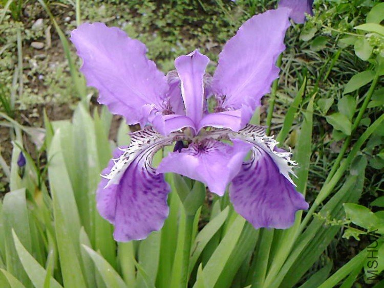 ��Ƭ-1035.jpg