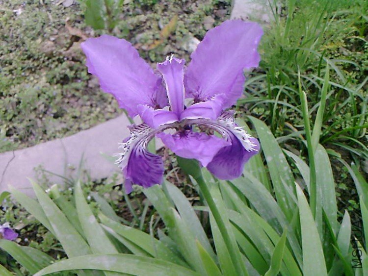 ��Ƭ-1036.jpg
