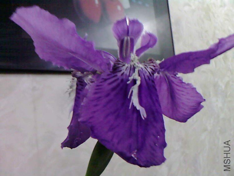 ��Ƭ-1052.jpg