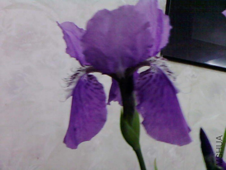��Ƭ-1050.jpg