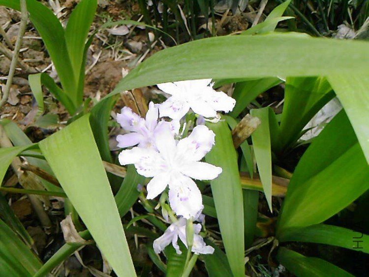 ��Ƭ-1055.jpg