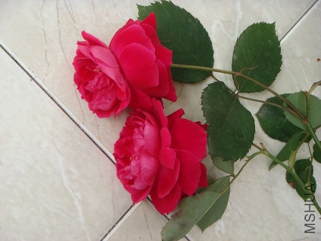 ����ȥ��ġ�õ�塱