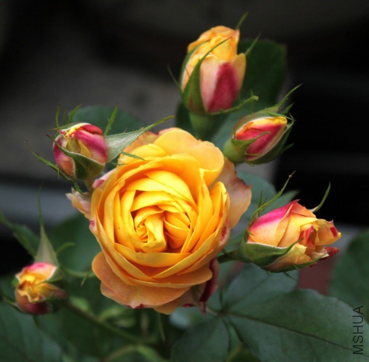 IMG_3734_��Ӱ_1.jpg