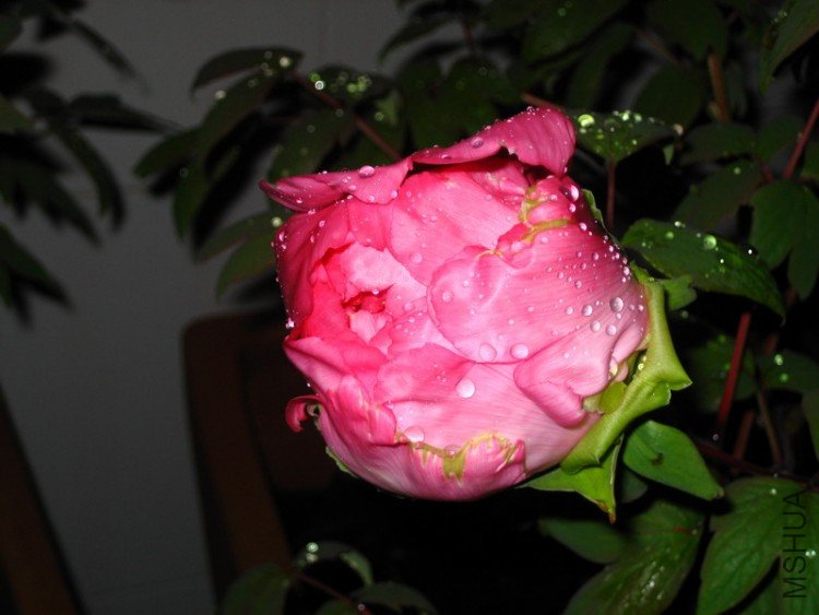 ���������Կ��������Եİ�ɫ����