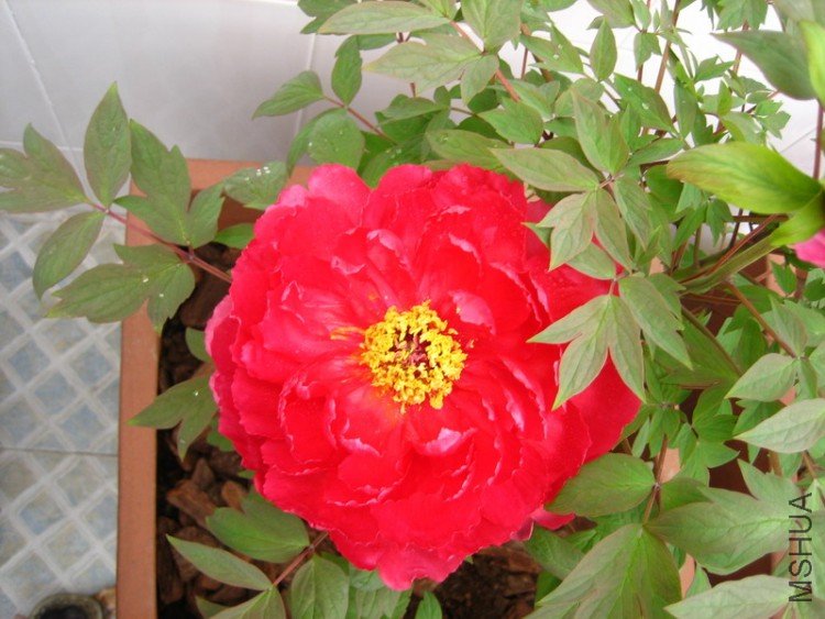 ���Ļ���