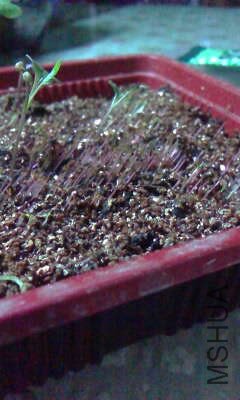IMG00029.jpg